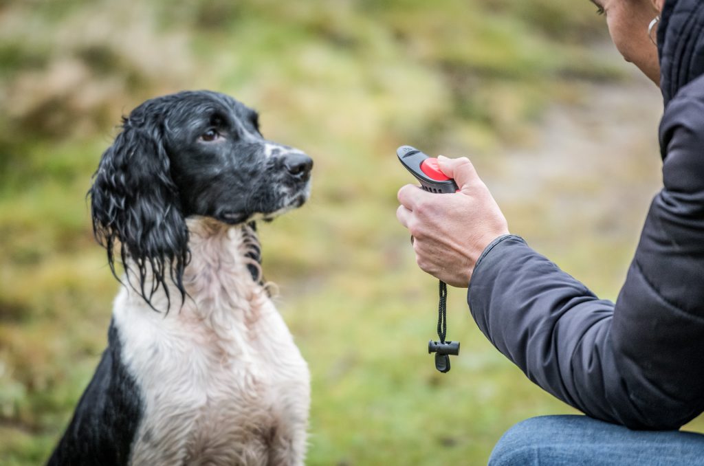 what do dog clickers do