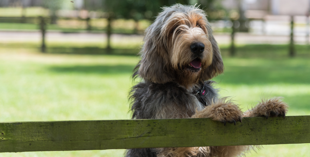 Best brush outlet for wirehaired dogs