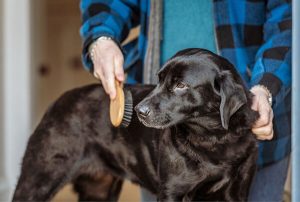 brushing