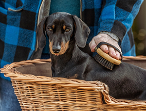 Dog being Groomed