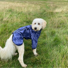 All Weather Dog Coat Large Mikki Pet