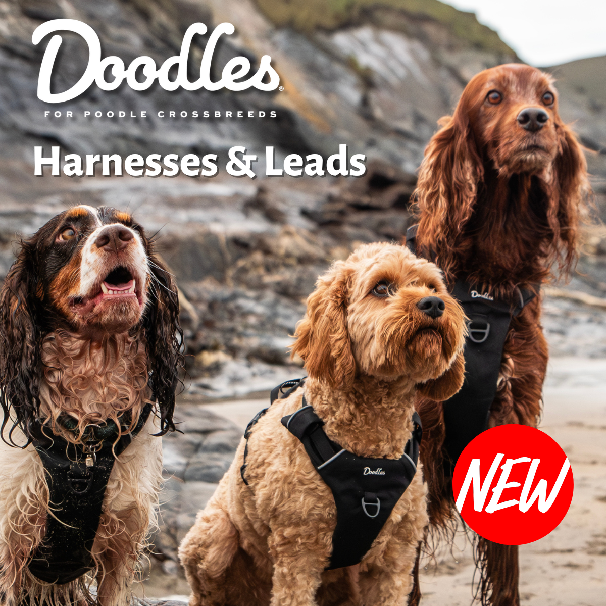 Doodles Harnesses & Leads